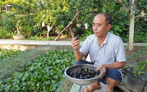 Ninh Bình: Chán nuôi cá cảnh chuyển sang nuôi ốc nhồi đặc sản, ao sạch, vườn đẹp, ông nông dân làm giàu như chơi