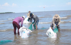 Hơn 10 tháng bắt con này, 1 HTX ở tỉnh Bến Tre thu hơn 30 tỷ đồng, già, trẻ trong xã đều được chia tiền