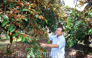 Sóc Trăng: Ở nơi này, nông dân giàu có nhờ trồng cây đặc sản, trái căng mọng ngọt ngon còn bán được sang Mỹ