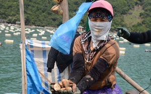 Quảng Ninh: Khổ, hơn 100.000 tấn ngao, hàu, tôm, cá đã to lắm rồi nhưng nông dân "nhấp nhổm" vì điều này