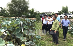 Nam Định: Ở vùng đất này dân trồng thứ cây tốt bời bời, bán được tất tần tật từ lá, hoa, hạt, mầm, củ