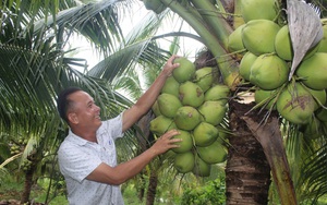 Long An: Trồng thứ dừa lạ, cây thấp tè đã đeo đầy trái, nước dừa thơm mùi dứa, ông nông dân đổi đời