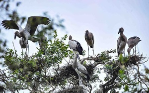 Đồng Tháp: 13 loài chim quý hiếm có nguy cơ tuyệt chủng là những loài chim gì?