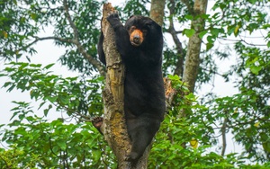 Bên trong ngôi nhà nuôi gấu lớn nhất Việt Nam