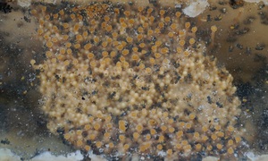 Bắt ong dú về gầy đàn lấy mật