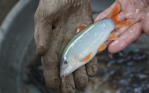 Nuôi cá linh, cá heo đặc sản ở vùng lũ tỉnh An Giang
