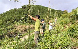 Đề phòng loài thú rừng hung dữ xuống quốc lộ tấn công người, tỉnh Quảng Trị căng lưới dài 800m, cao 6m