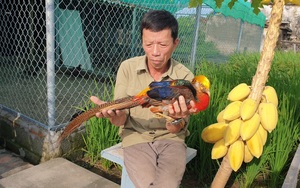 Nam Định: Nuôi đủ các loài chim quý hiếm, độc lạ, ông nông dân này chăm đã nhàn lại thu hàng trăm triệu đồng