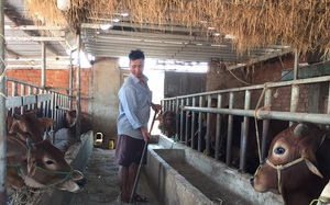 Lâm Đồng: Mua bò gầy về chăm cho béo, nông dân thoát nghèo mà còn có tiền tỷ