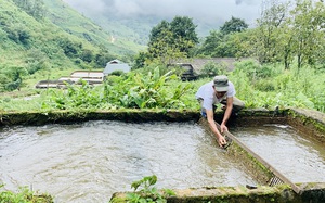 Kỳ lạ, nông dân be bờ đào ao lưng chừng núi nuôi thứ cá đặc sản bán đắt tiền ở Sa Pả, Sa Pa