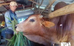 Ninh Thuận: Nuôi những con bò lạ vóc dáng to bự, nhà nào chăn nuôi bò vỗ béo nhà đó khá giả