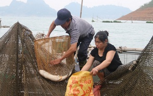 Hòa Bình: Thuận vợ thuận chồng nuôi cá lồng ra toàn con to