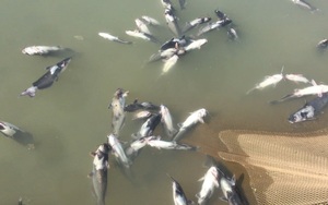 Thêm hàng chục tấn cá chết do thủy điện Hòa Bình xả lũ