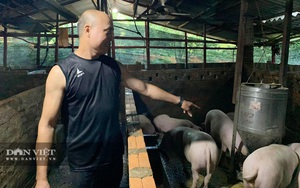 Cao Bằng: Vào rừng nuôi lợn &quot;công nghệ bắt ăn kham khổ&quot;, ông nông dân này bán lợn giống đắt như tôm tươi