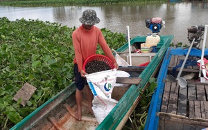 Long An: Lũ thấp, lũ chậm, tôm cá "vắng vẻ", nhiều nông dân quay ra đi mò bắt thứ ốc này bán kiếm tiền