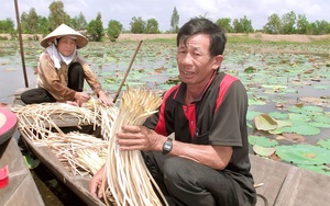 Long An: Trồng thứ cây quen nhẵn mặt, hái trên, nhổ dưới, kiểu gì nông dân cũng có lãi