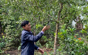 Nghệ An: Đàn hương là loài cây gì, gỗ đàn hương quý hiếm thế nào mà “kéo” giàu có về vùng đất này?