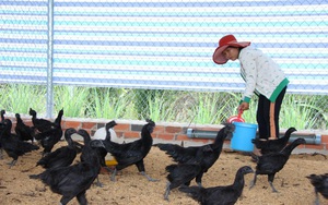 Tây Ninh: Nuôi loài gà lạ "đen quá trời đen", 2 nông dân này bất ngờ lời lớn, mỗi tháng đút túi 80 triệu