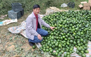 Được "ăn" phân bón Lâm Thao, cam sành Hàm Yên quả nào cũng to, đẹp mã 