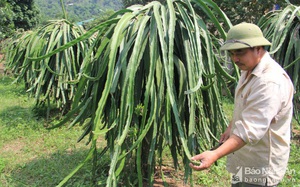 Ông nông dân biến &quot;vùng đất chết&quot; thành vựa thanh long lớn nhất Nghệ An, có quả nặng cả kg