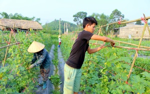 Thái Nguyên: Chàng &quot;hot boy&quot; kỹ sư 9x và niềm say mê với nông sản sạch