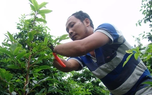 Long An: Một ông nông dân bị cụt cả 2 tay, cụt 1 chân, nhưng vẫn là &quot;cao thủ&quot; trồng mai vàng giỏi nhất làng