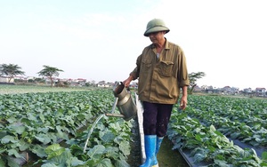 Sau chuyển đổi, đất Thái Bình có thêm nhiều triệu phú trồng rau an toàn