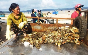 Phú Yên: Dân nuôi tôm hùm khóc cạn nước mắt bởi lũ  cuốn ồ ạt, tôm chết do sốc lũ bán rẻ mạt