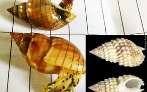 Khánh Hòa: Những loài ốc biển ăn ngộ độc và khuyến cáo phòng ngừa ngộ độc do ăn ốc biển