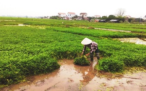 Phú Xuyên huy động 4.633 tỷ xây dựng nông thôn mới, trở thành "miền quê đáng sống" như thế nào?