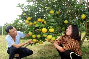 Choáng ngợp với những vườn cam Vinh trĩu quả ở Anh Sơn