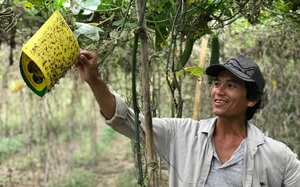 Lâm Đồng: Trồng mướp hương lúc nào bán cũng &quot;cháy hàng&quot;, cả làng khá giả