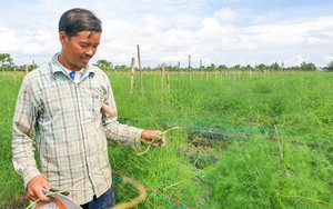 Mang tiếng khùng vì trồng thứ rau lạ mãi không được hái, đến khi bẻ mầm non bán đắt, cả làng bất ngờ