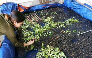 Nghệ An: 1 xã vùng cao mà có hơn 800 hộ nuôi ếch thịt, nhiều hộ nuôi cả nghìn con 