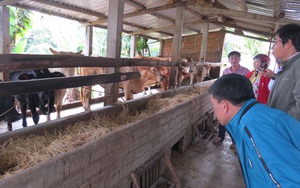 Phú Yên: Nấu cháo nuôi vỗ béo những con bò lai 3B to bự, nuôi con nào bán lời con đó