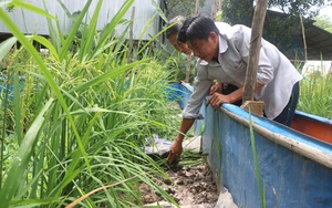 Đồng Tháp: Nuôi lươn đồng ở vùng thượng nguồn sông Tiền, nông dân Hồng Ngự trúng lớn