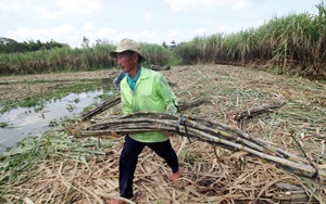 Hậu thực thi Hiệp định ATIGA: Doanh nghiệp mía đường điêu đứng vì đường nhập được trợ giá 