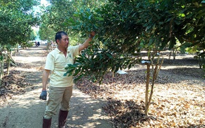 Trồng thứ cây ra quả từng chùm xanh lét, bán đắt tiền, một ông nông dân tỉnh Lâm Đồng thành tỷ phú