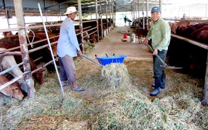 Long An: Nông dân đổ xô mua bò gầy trơ xương về "tẩm bổ", 2 tháng sau bán lời cả trăm triệu