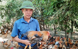 Một ông nông dân tỉnh Quảng Ninh nuôi loài gà khi sống khen đẹp, khi "chết" khen ngon, có khách mua xách sang bên Mỹ