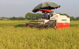 Ứng Hòa dẫn đầu diện tích lúa Japonica chất lượng cao