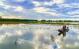 Hậu Giang: Nước rút ra sông, nông dân dùng thứ lưới gì mà kéo bắt hàng tạ ốc bươu vàng, bắt được cả cá lớn?