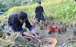 Hà Giang: Nông dân nuôi cá chép trong ruộng bậc thang ở trên núi cho khách du lịch lội bùn bắt rất vui