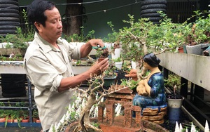 Lão nông Khánh Hòa sở hữu bộ sưu tập 4.575 cây bonsai mini “khủng” độc, lạ đạt kỷ lục thế giới