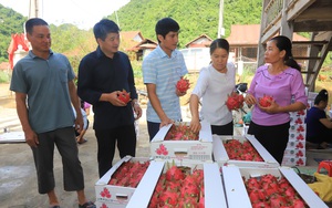 Nông dân Thuận Châu: Thu nhập cao nhờ làm trụ trên nương