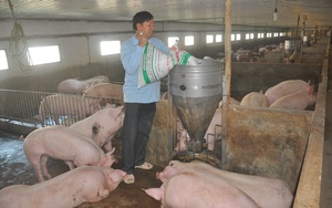 Doanh nghiệp liên tiếp tăng giá thức ăn chăn nuôi, người nuôi lợn, gia cầm "kêu trời"