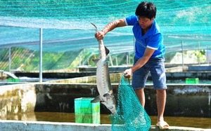 Lâm Đồng: Làm bể trên cạn nuôi cá tầm thoạt nhìn như tàu ngầm mi ni, nông dân này là tỷ phú