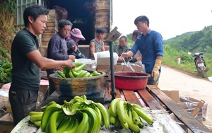 Lào Cai: Trung Quốc dừng nhập, giá chuối ở đây "chạm đáy" chỉ còn 2.000 đồng/kg