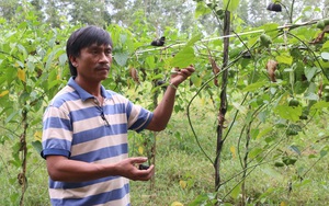 Quảng Ngãi: Dân vùng này trồng thứ cây dây leo ra trái rất lạ, bán đắt tiền