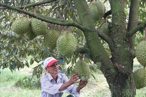 Tiền Giang: Giá sầu riêng tăng kỷ lục, thương lái lùng mua trả giá cao nhưng sao bà con không vui?